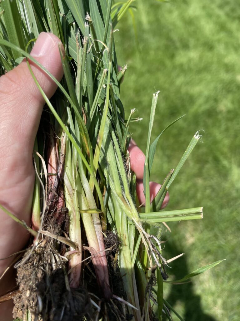 What Is This and How Do I Kill It? Midwest USA.