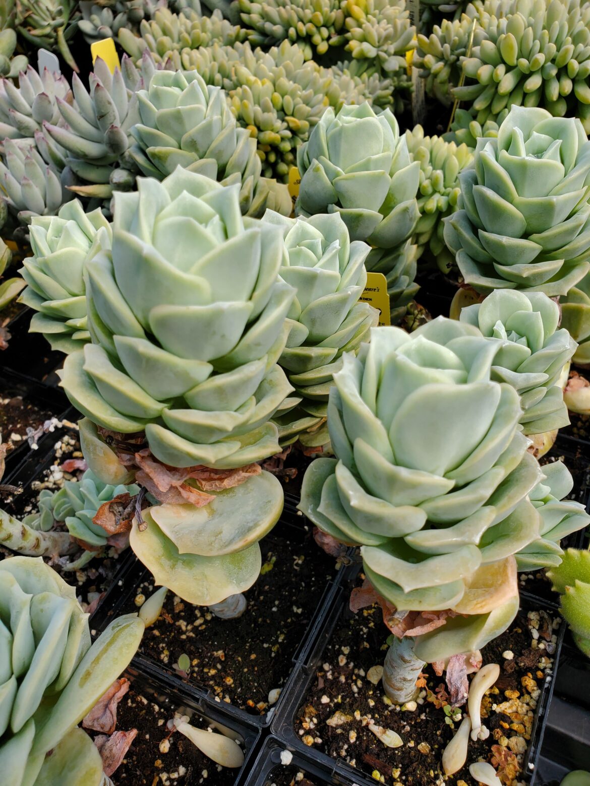 Echeveria 'Lovely Rose'