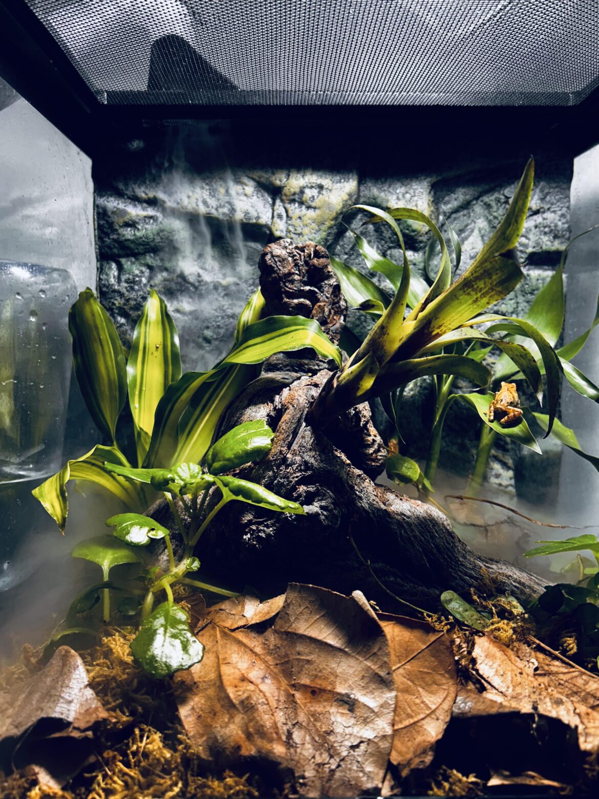 1st vivarium
