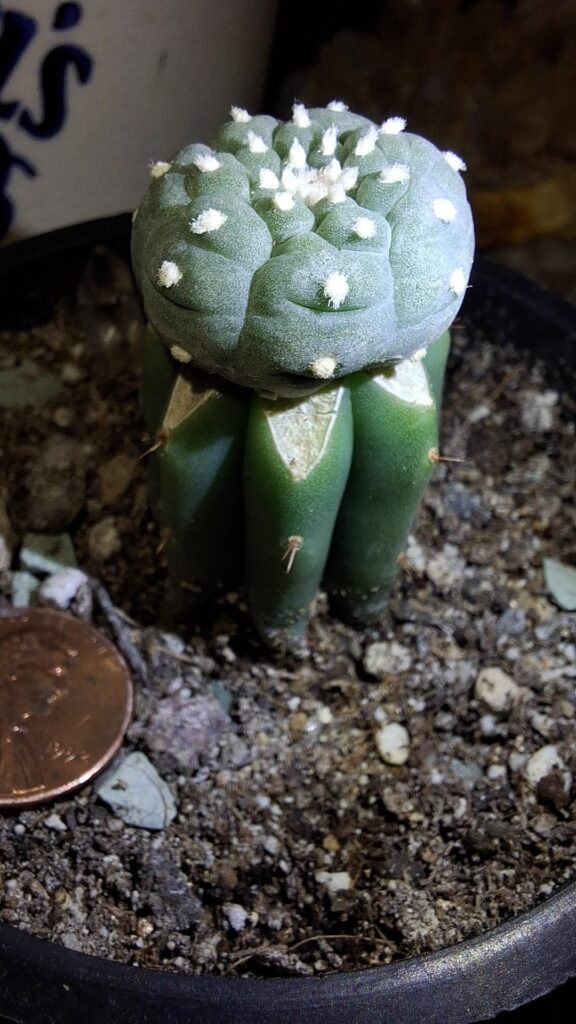 Silly little guy Silly little guy