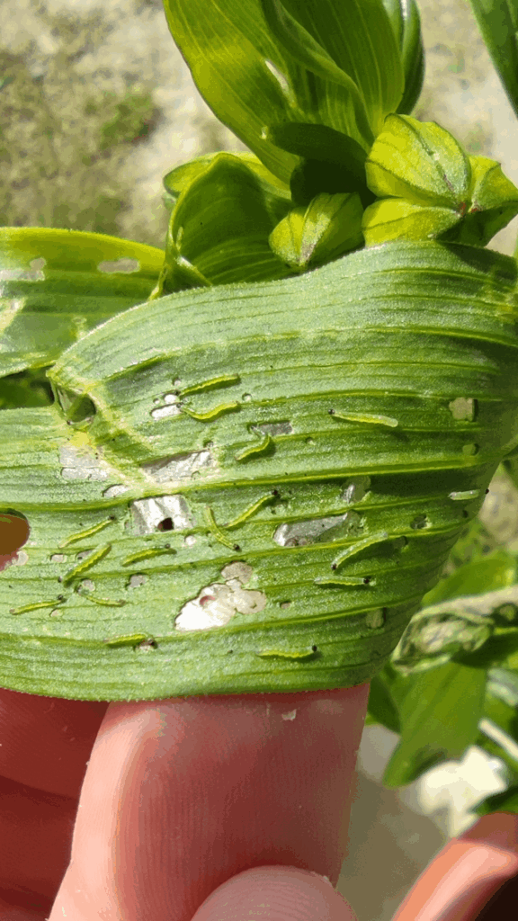 Green catapillar/larvae