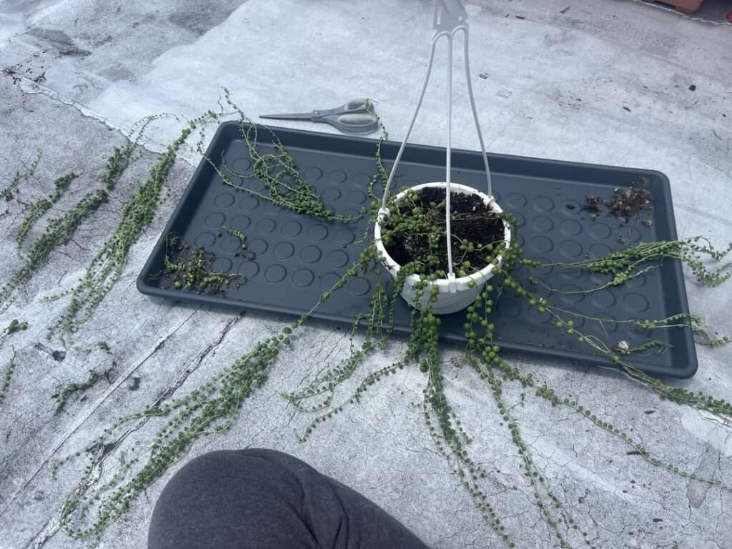 String of pearls makeover gone wrong
