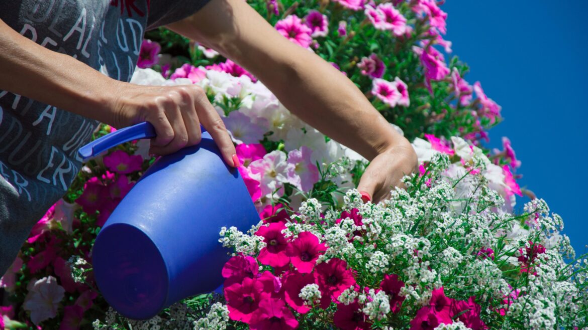 Shoppers rush to buy 20p plants as supermarkets slash prices by up to 80% and they’ll brighten your garden all summer Shoppers rush to buy 20p plants as supermarkets slash prices by up to 80% and they'll brighten your garden all summer