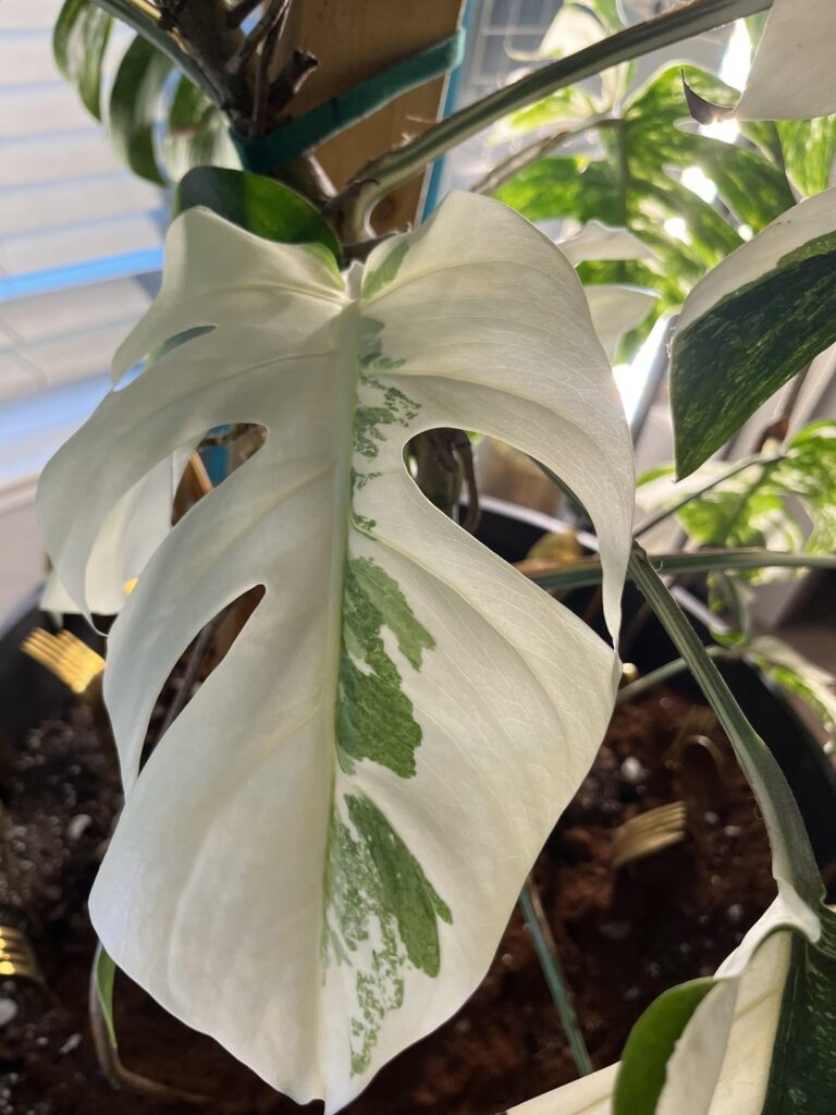 White lava mutation