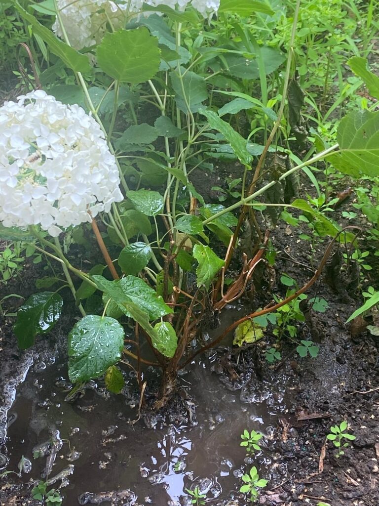 What's going on with my Hydrangea?