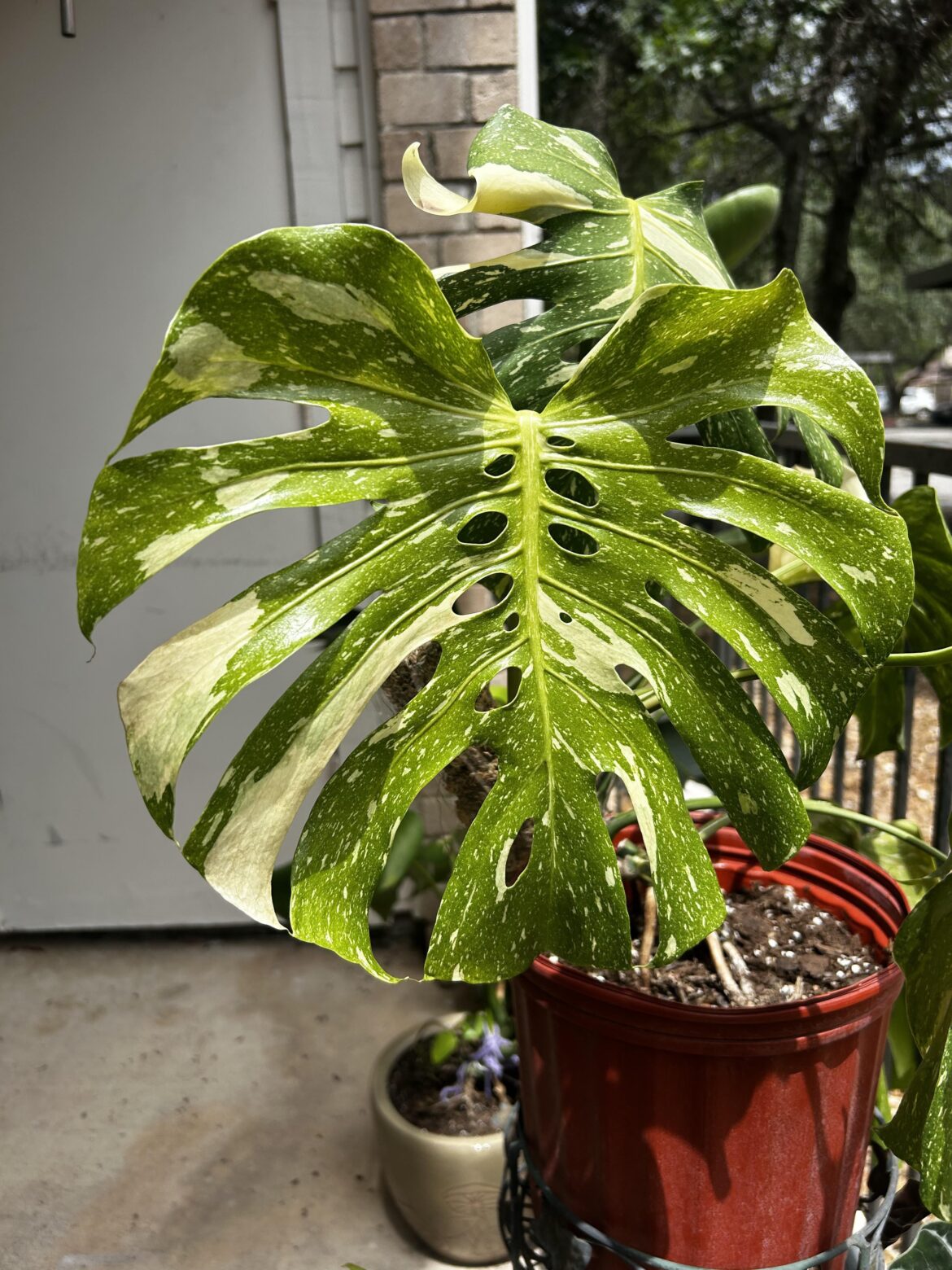 What’s your least favorite plant and why? I’ll go first