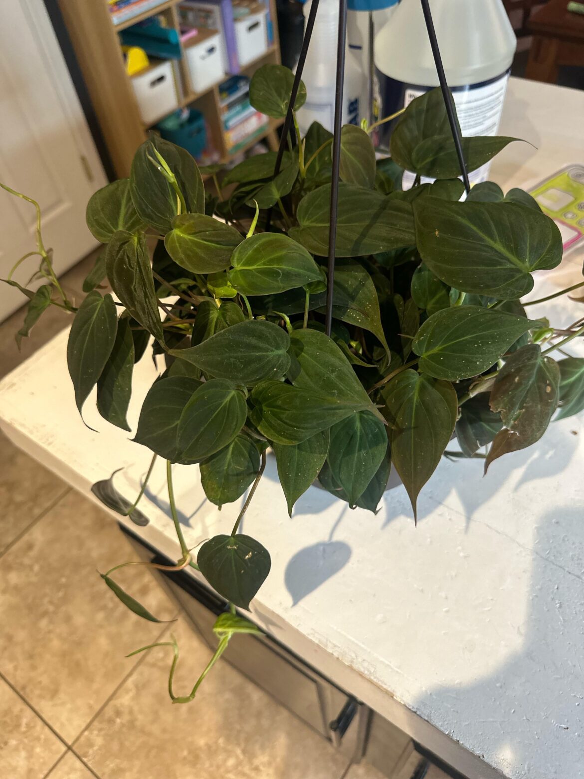 Just got this beauty! Any tips and tricks?