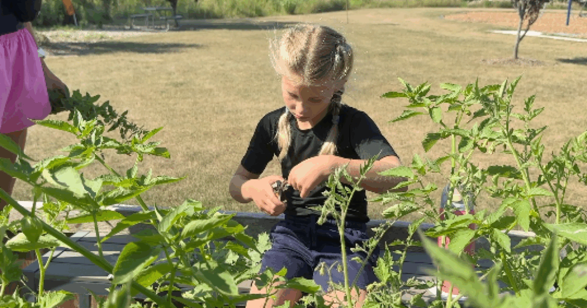 Countryside Elementary’s garden program cultivates learning and fun for students Countryside Elementary's garden program cultivates learning and fun for students