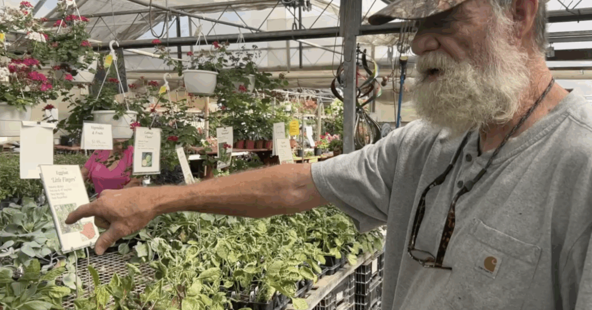 FREE VEGETABLE PLANTS in Jackson FREE VEGETABLE PLANTS in Jackson