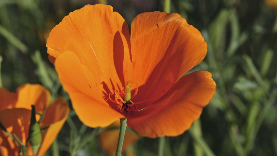 Underused native annuals add beauty to the garden