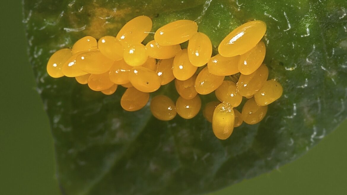 Growing degree days: The key to effective pest control in the garden