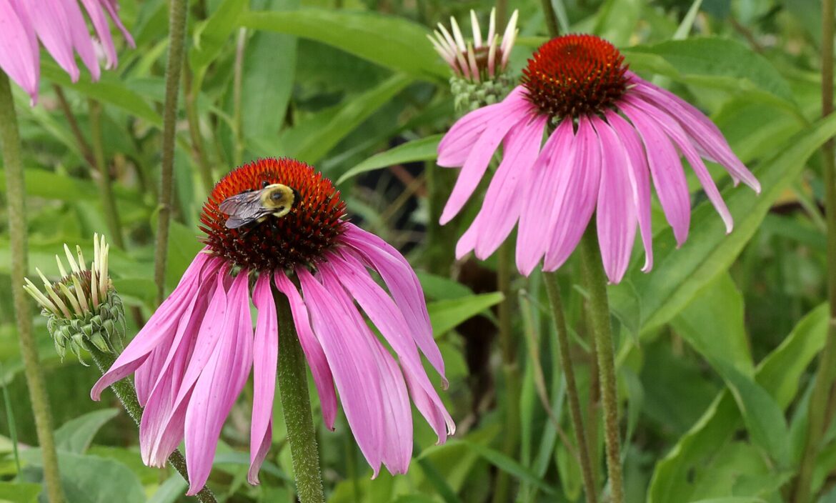 Ask a Master Gardener: Pollinators find swaths of flowers more easily - Duluth News Tribune
