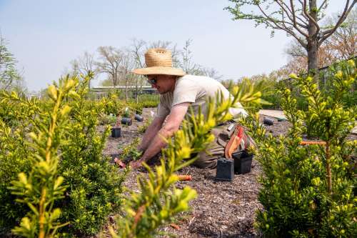 Gardening tips for watering new plants and controlling weeds Gardening tips for watering new plants and controlling weeds