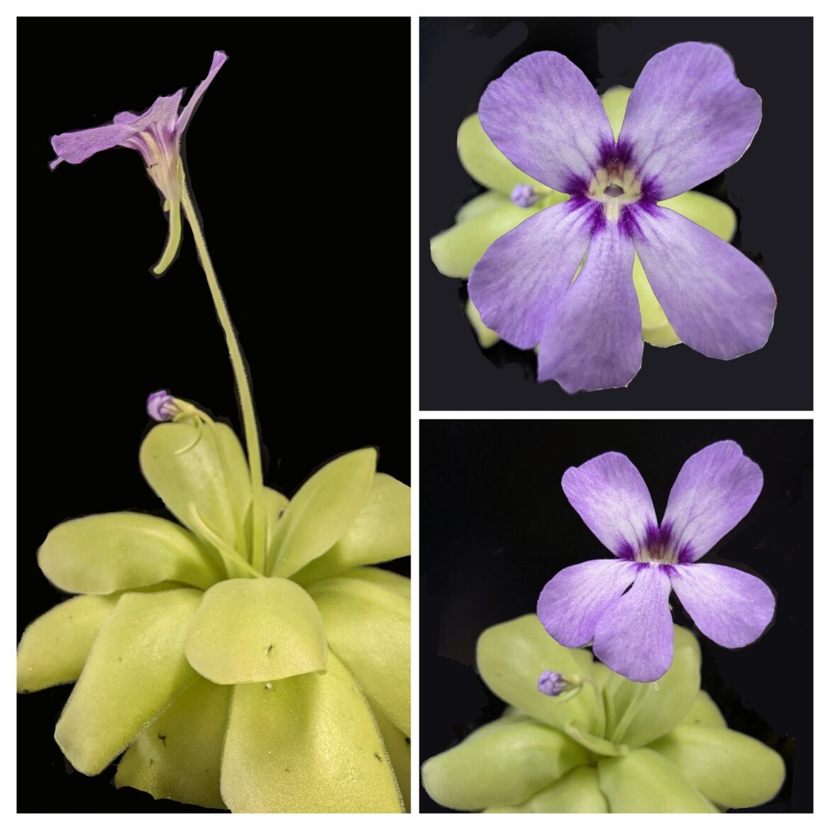 Pinguicula gigantea
