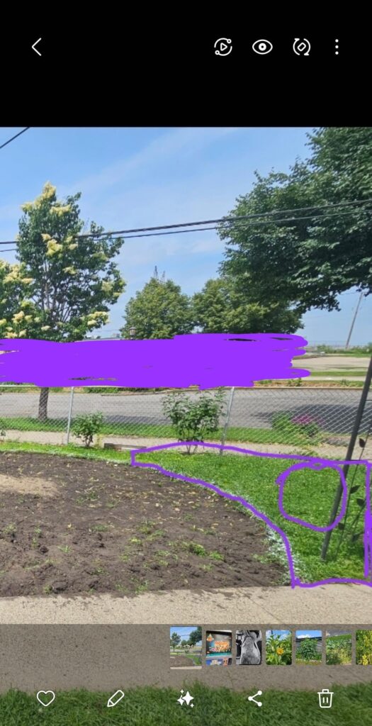 Best tree for this space? Best tree for this space?