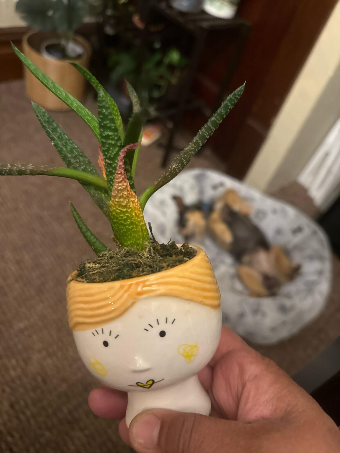 Help…Can someone explain what’s going on with my plant? Too much water? Not enough? Are the leaves burnt from too much sun?