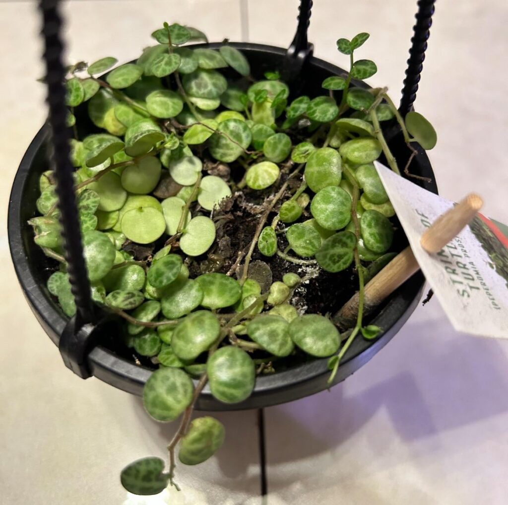 String of turtles rescue!