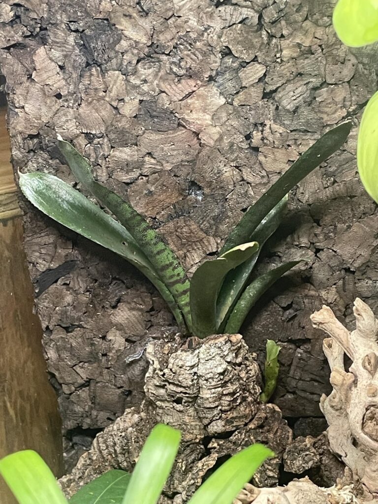 My brom poked its leg out of the sheets a while ago… but now it’s also splitting it in half? What’s going on?