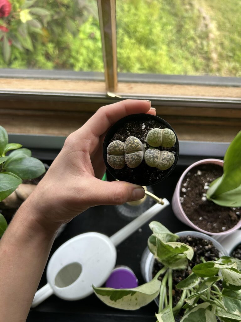 Repotting?