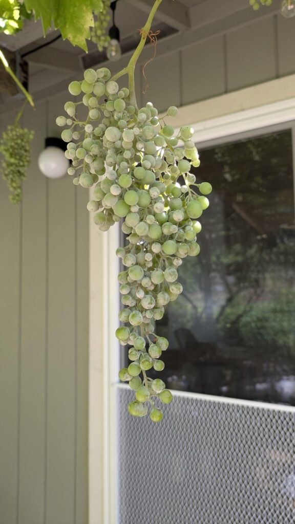 Why are some of my grapes turning white?