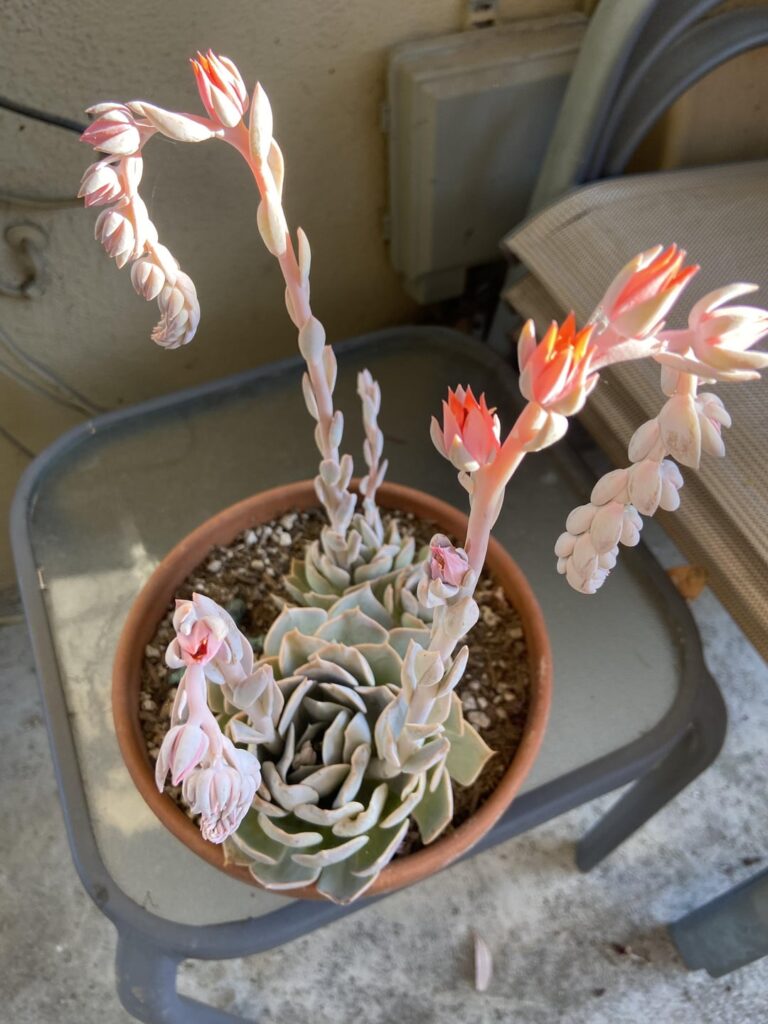 Suspected E. lilacina after lots of sun