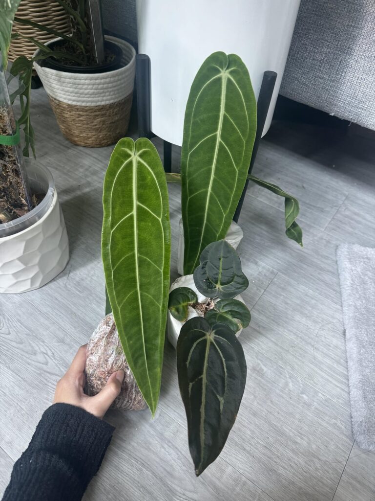 My first purchase from Tropicals Plants! I wanted to share my experience!