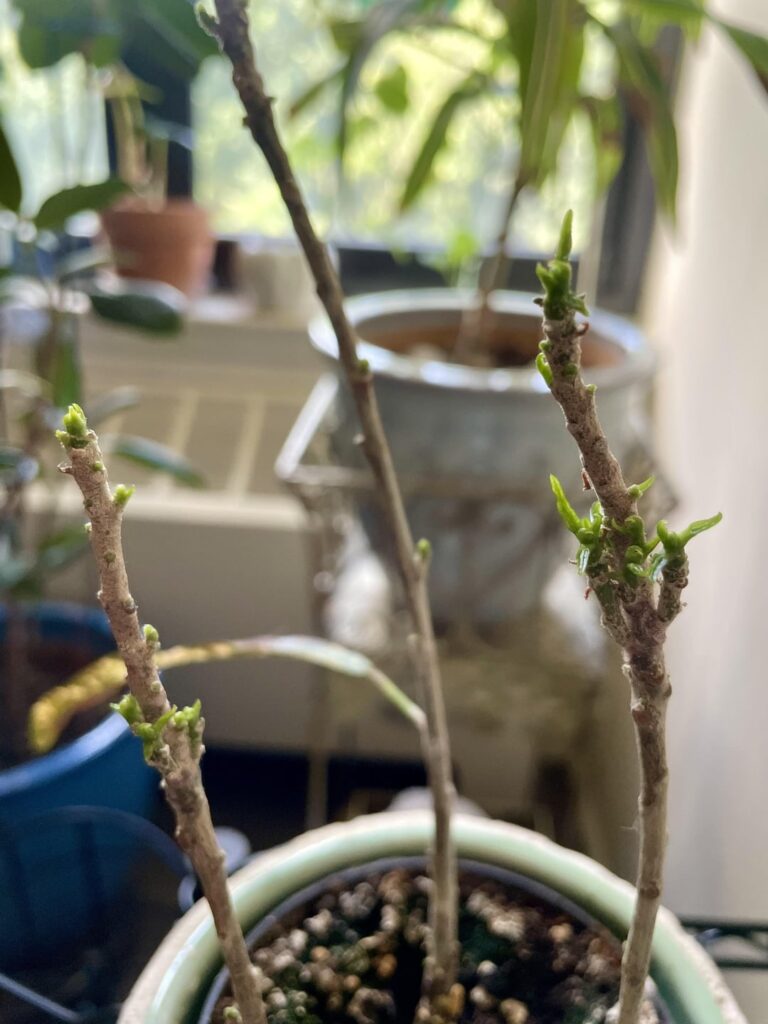 My croton died months ago and I kept watering the twigs anyway