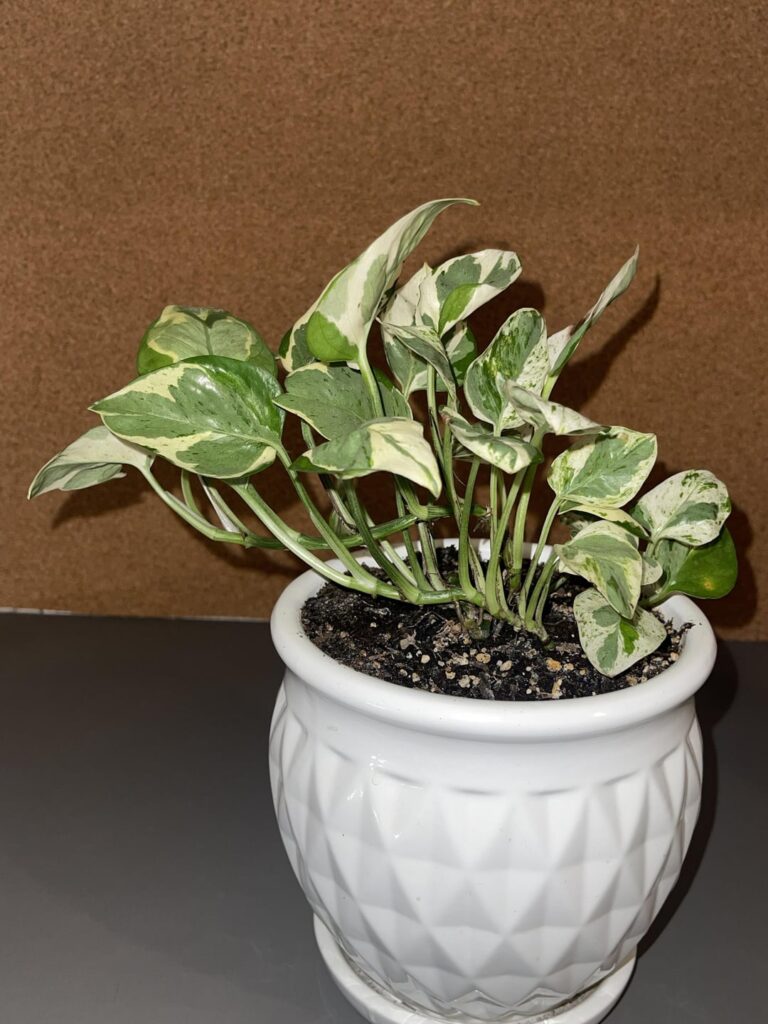 At what point can I introduce moss poles to my pothos?