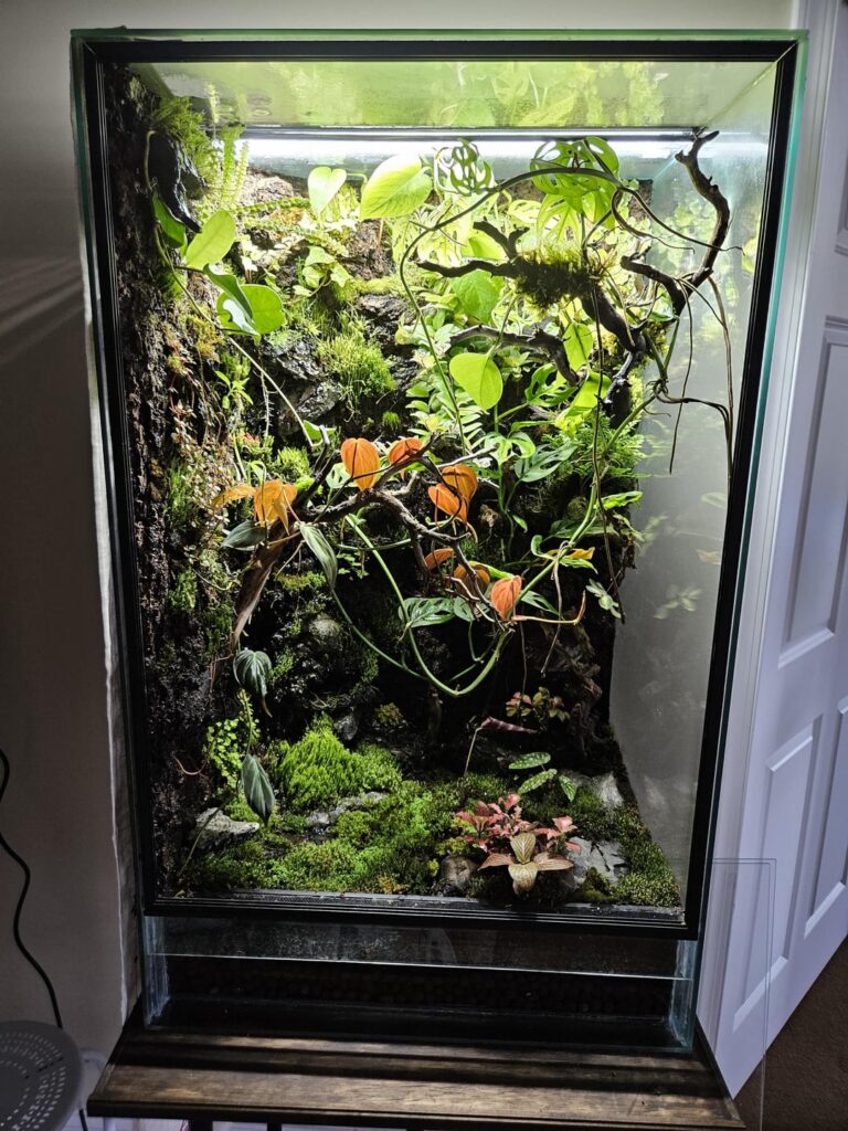 First Vivarium in Progress pt.3 First Vivarium in Progress pt.3