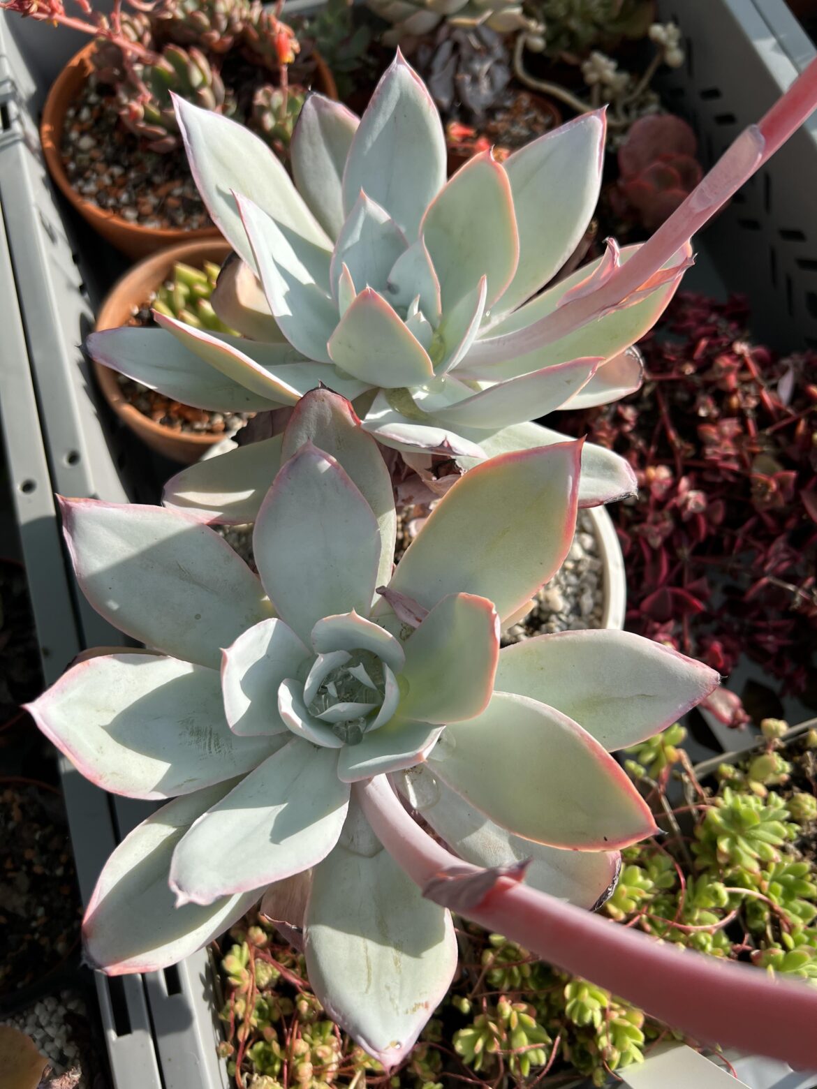 Echeveria cante