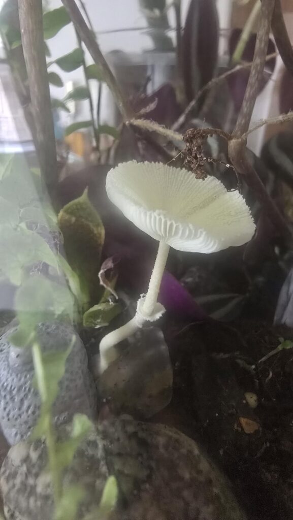 A beautiful surprise this morning 🍄