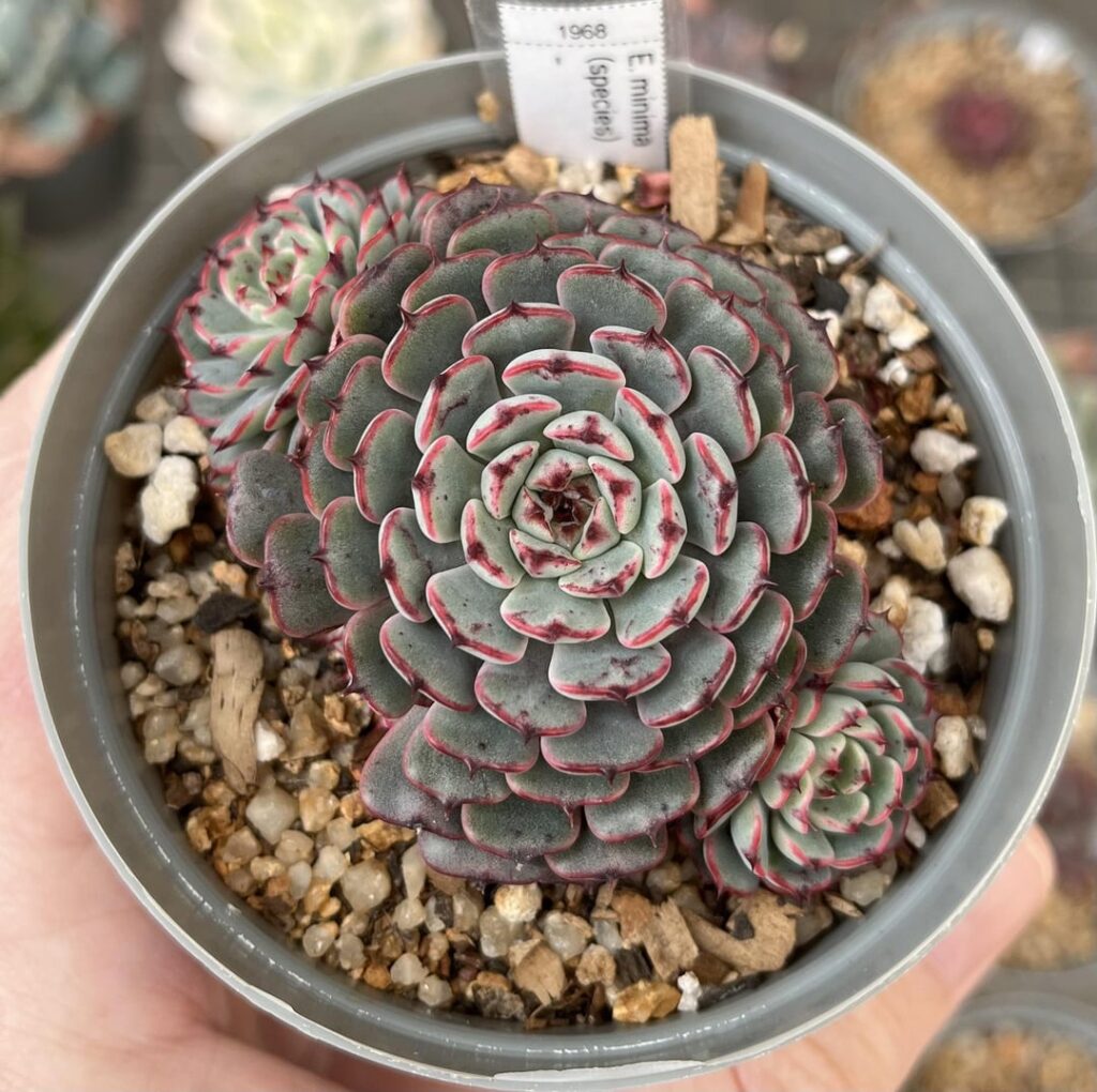 Echeveria minima.