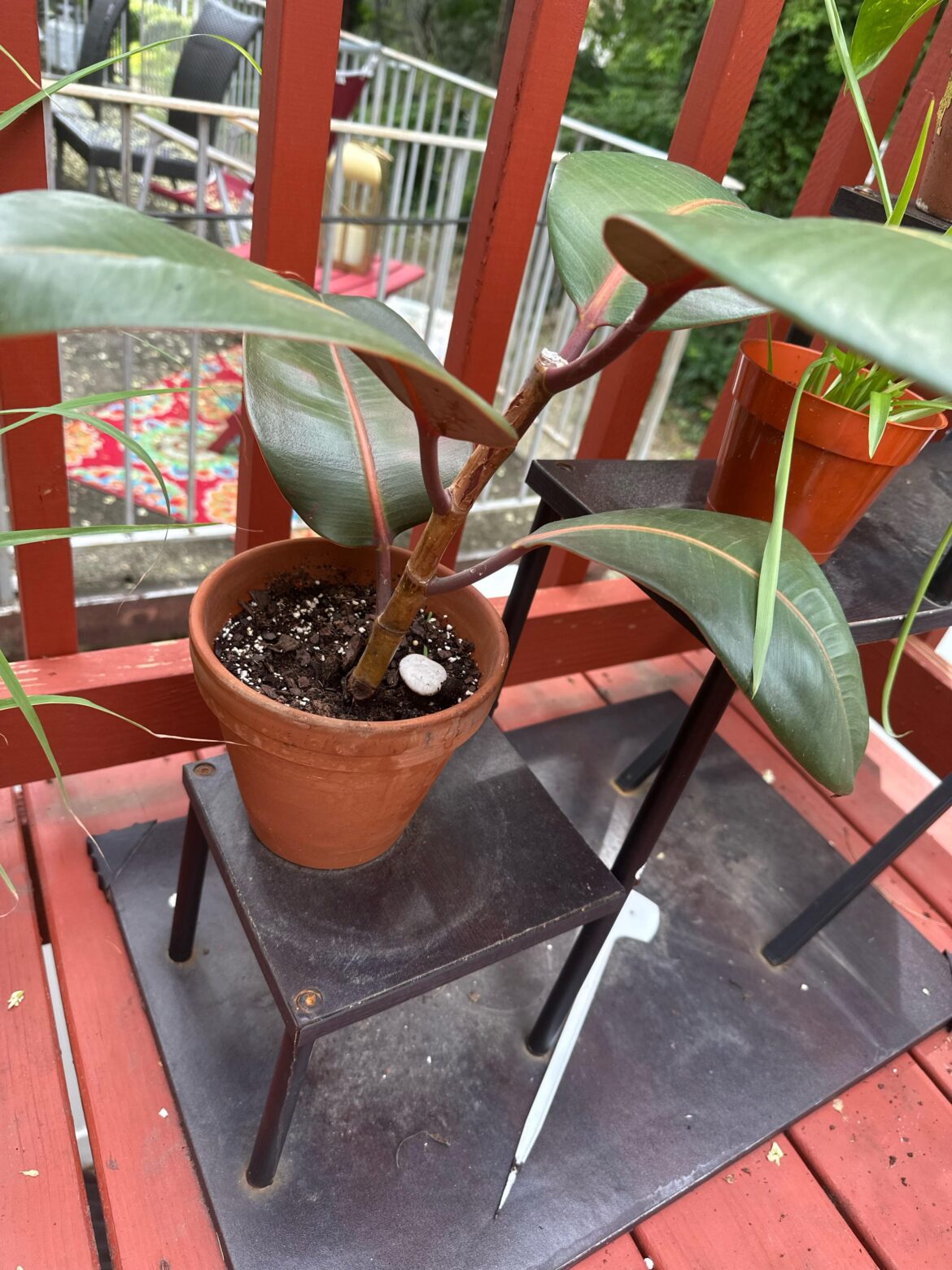 i knocked the node off of my rubber tree when i was propagating it and i havent seen any new growth