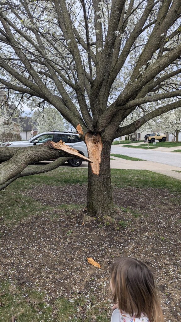 Trimmed Bradford Pear after Splitting from Storm
