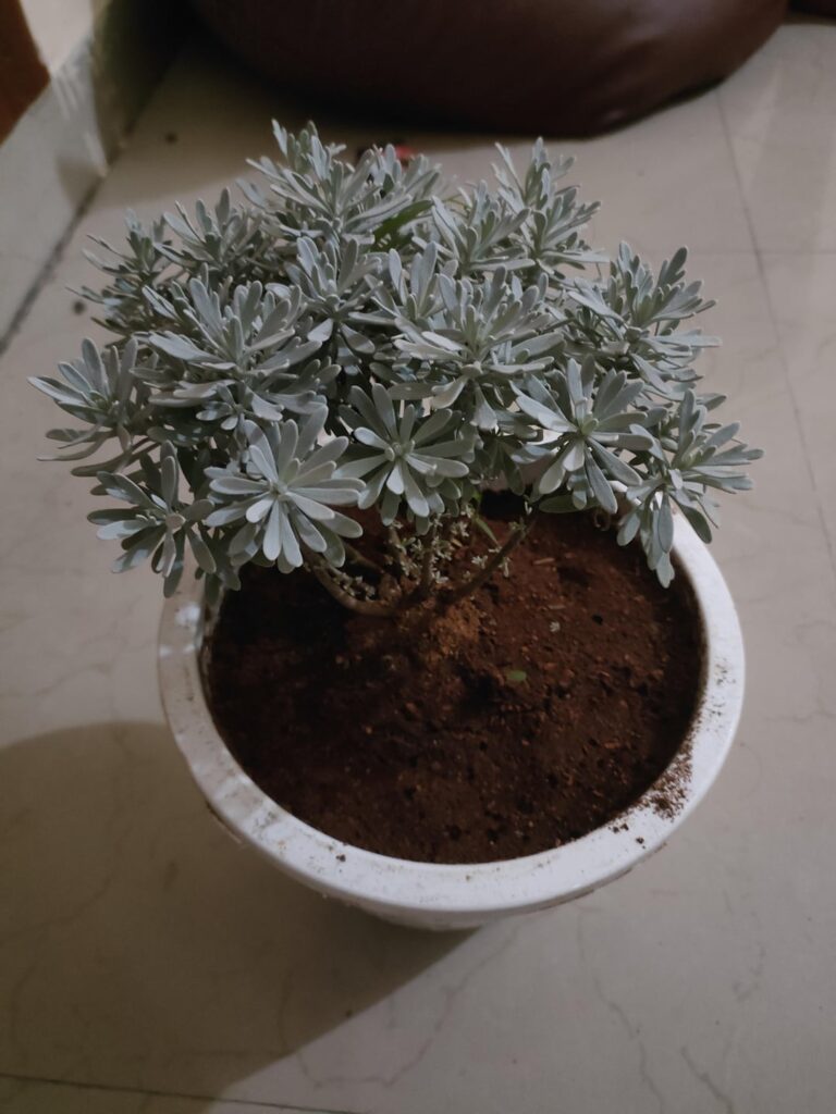 Bought lavender plant from a roadside seller