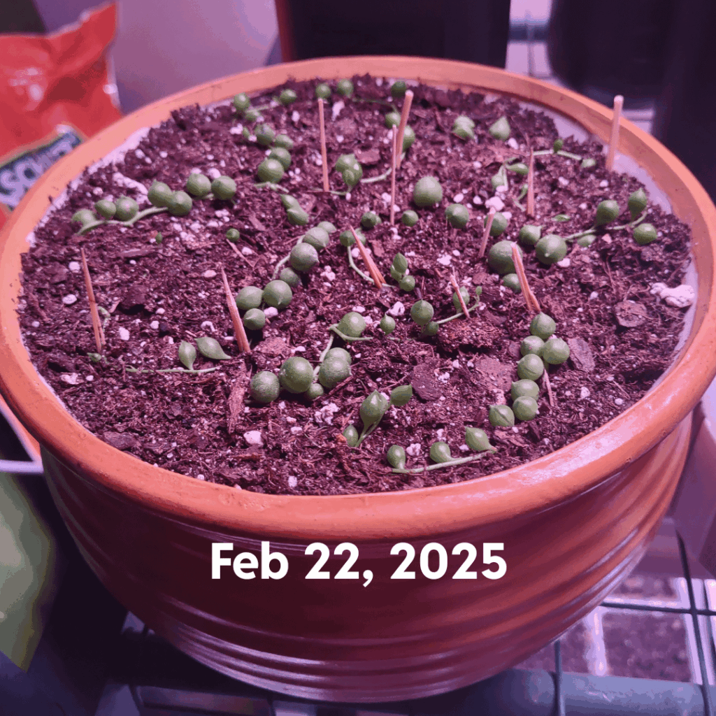 SoP growth progression SoP growth progression