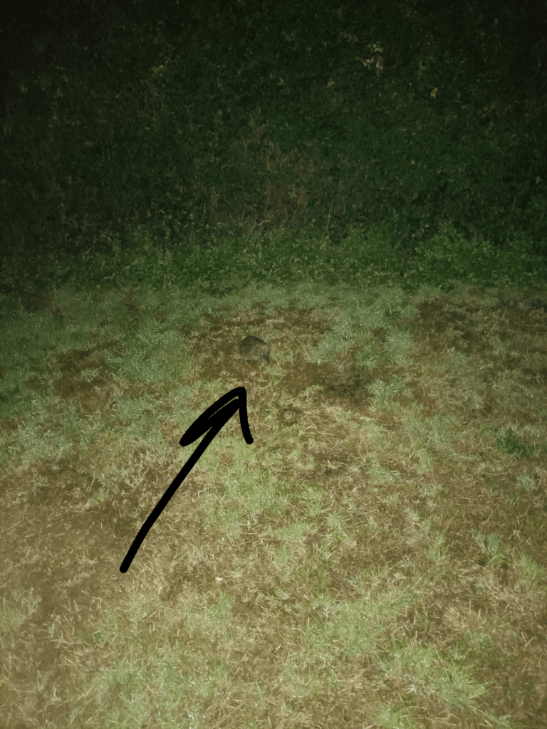 I saw a hedgehog in my garden. What shall I do? Can I built a house for him/her?