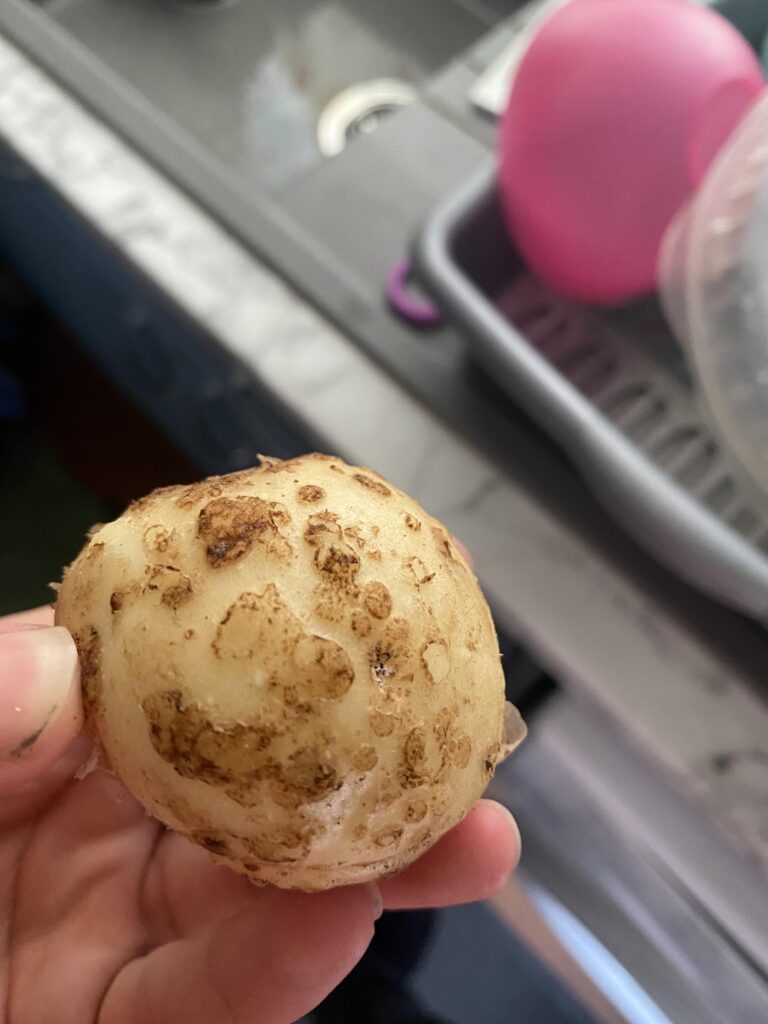 Can anyone identify what’s wrong with these homegrown potatoes?