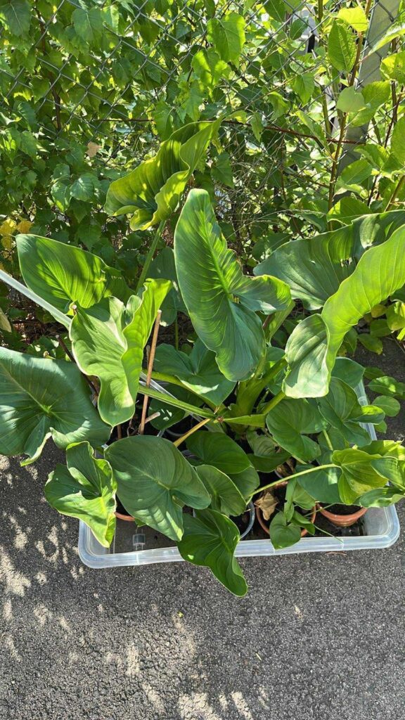 Help identifying