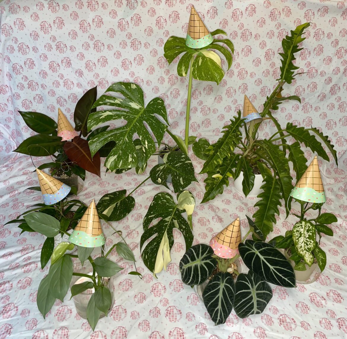 I dressed up some of my plants for my mom’s birthday