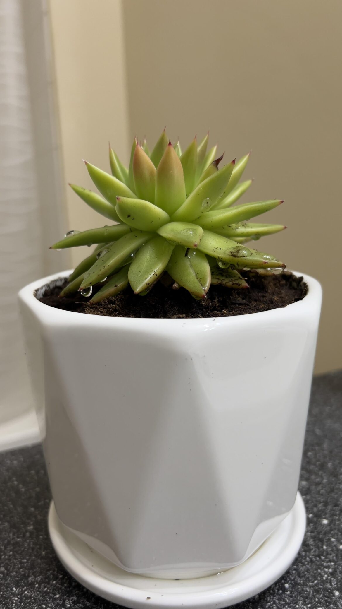 Help identifying Echeveria [Picture attached]