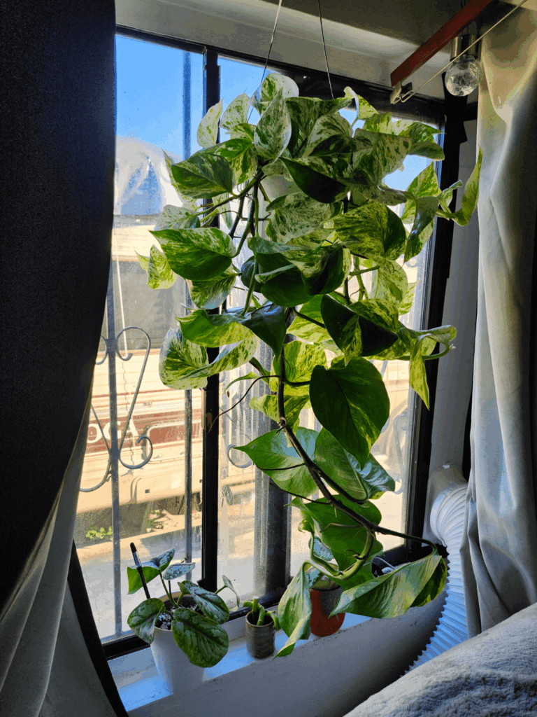 New Marble(Snowy) Queen Regent, directions and suggestions to bolster & abet her in climbing (2 strongest vines) while the rest continues to grow (trail) and prepares for such great heights at a later dste?? I know i need a moss pole… New Marble(Snowy) Queen Regent, directions and suggestions to bolster & abet her in climbing (2 strongest vines) while the rest continues to grow (trail) and prepares for such great heights at a later dste?? I know i need a moss pole...