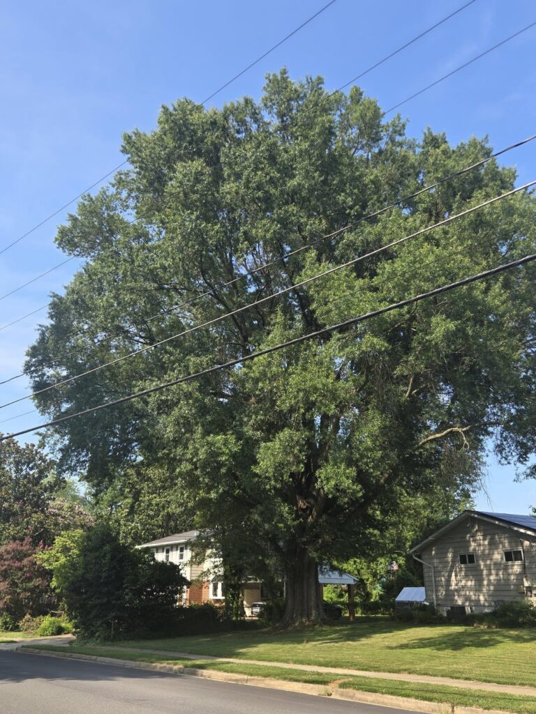 I have an over 100-year-old tree. I want to keep it healthy, but also keep my area safe I have an over 100-year-old tree. I want to keep it healthy, but also keep my area safe