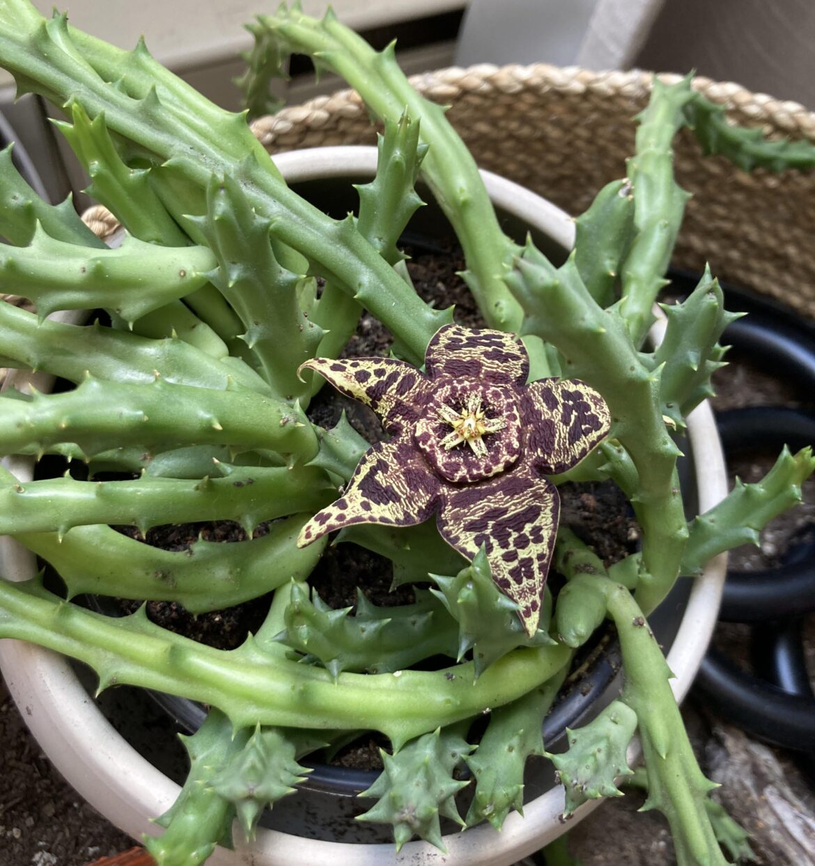 My Huernia flowered