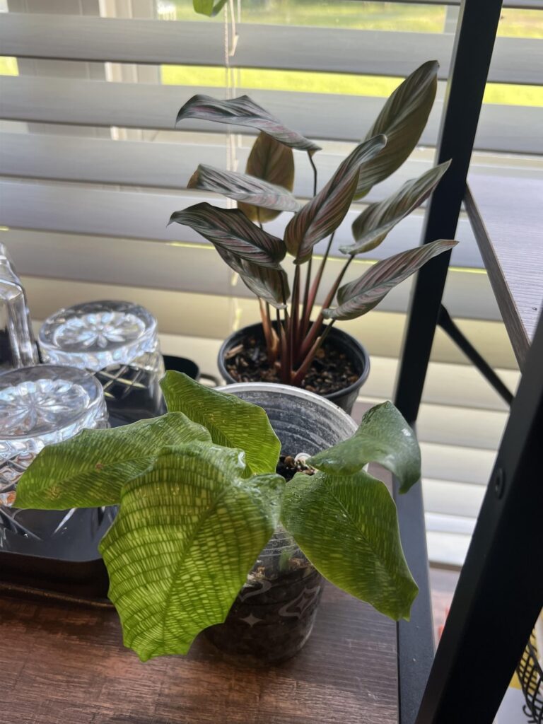 My first calatheas and the newest editions to my ever growing plant ~~obsession~~ collection!