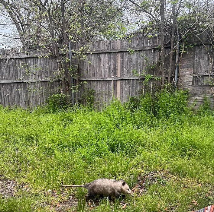 "You have a healthy little ecosystem in your yard!"