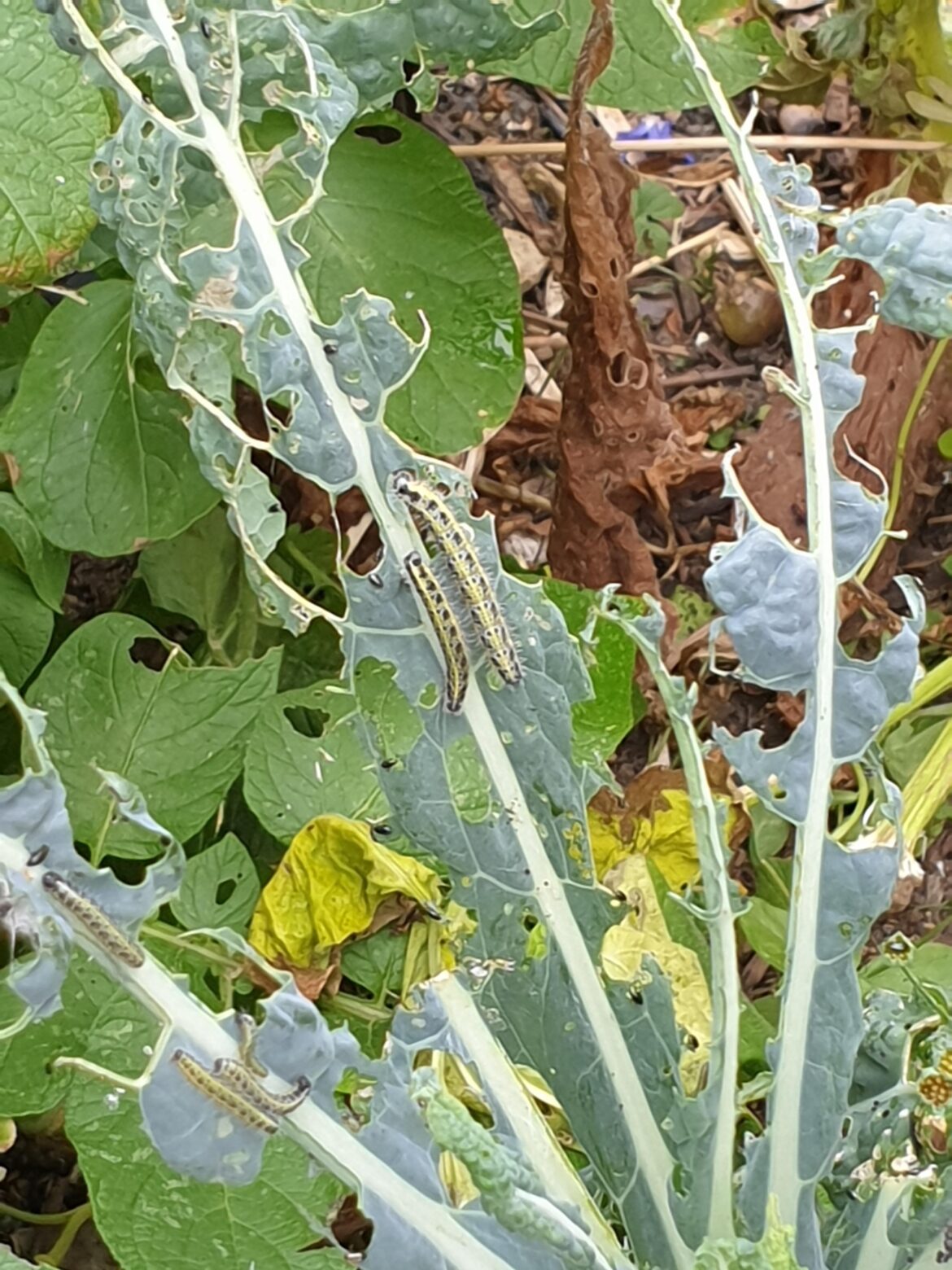 Kale Getting Mullered by Cabbage Whites
