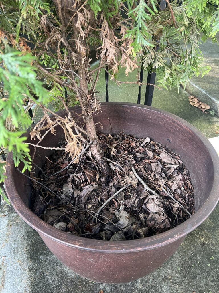 Help for my tree Help for my tree