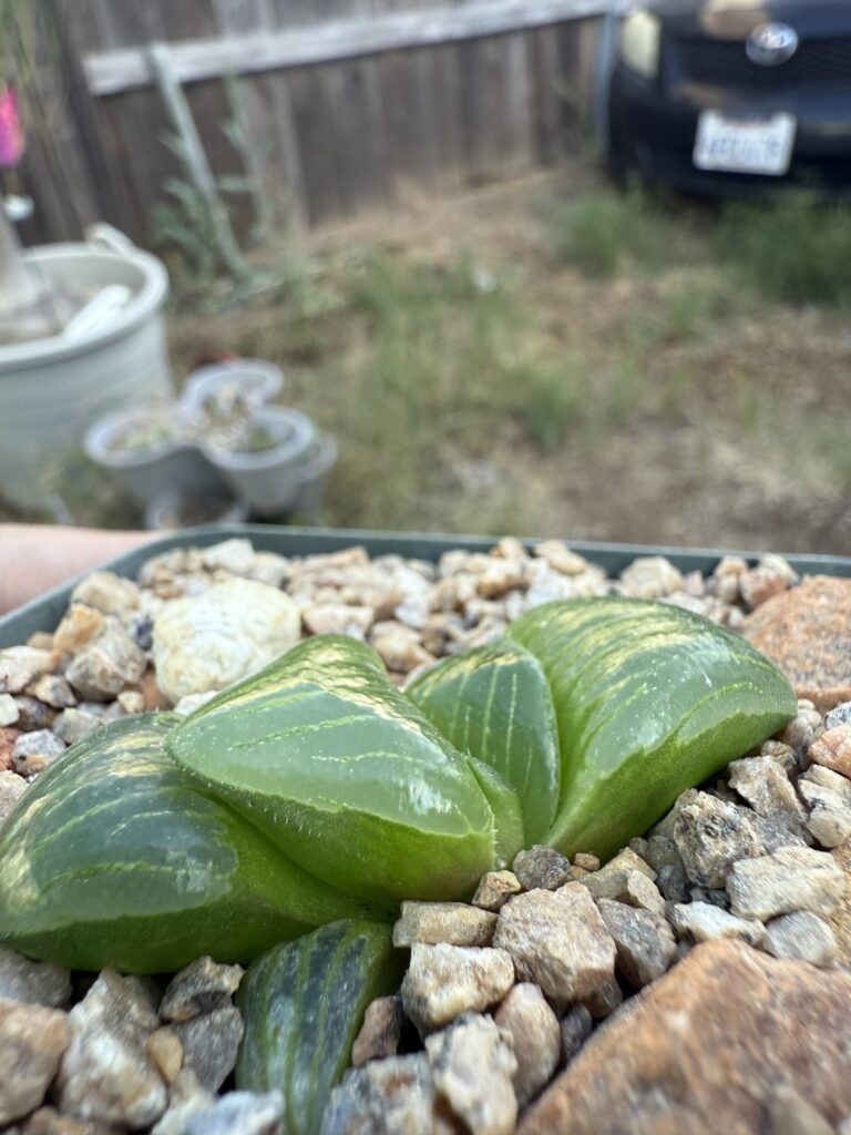 He’s a glossy fella ✨