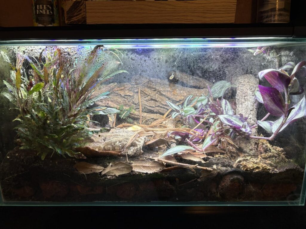 Vivarium - first attempt, 1 year in. Bioactive, with a wolf spider